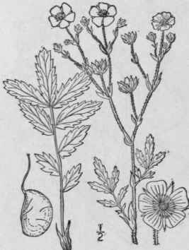 16 Potentilla Robbinsiana Oakes Robbins Cinquefoil 585