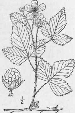 16 Rubus Procumbens Muhl Low Running Blackberry De 645