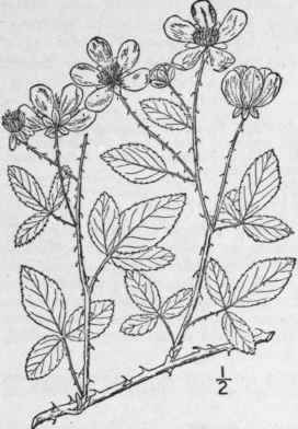 16 Rubus Procumbens Muhl Low Running Blackberry De 646
