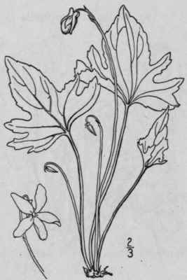 16 Viola VI Rum Pollard Plains Violet 1280