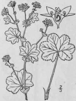 17 Alchemilla L Sp Pl 123 1753 604