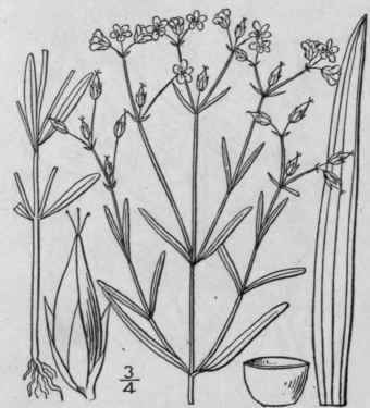 19 Hypericum M Jus A Gray Britton Larger Canadian  1242