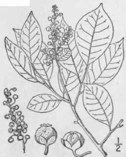19 Xolisma Raf Am Month Mag 4 193 1819 Lyonia Nutt 1587