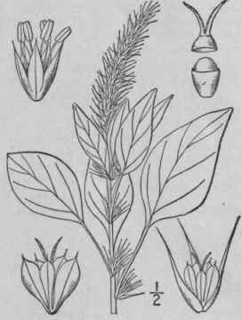 2 Amaranthus H Bridus L Spleen Amaranth Pilewort 3