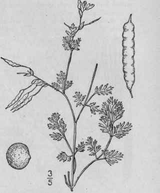 2 Capnoides Fl Vulum Raf Kuntze Pale Or Yellow Cor 332