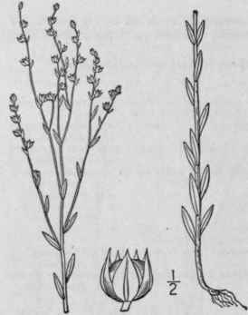 2 Cathartolinum Virgini Num L Reichenb Wild Or Sle 1021