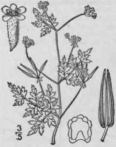 2 Chaerophyllum Teinturi Ri Hook Teinturier s Cher 1456