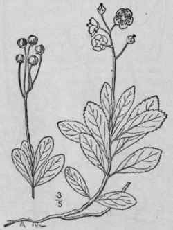 2 Chimaphila Umbell Ta L Nutt Pipsissewa Prince s  1549