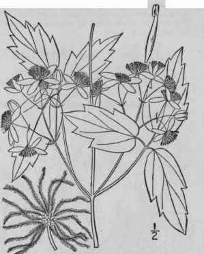 2 Clematis Ligusticif Lia Nutt Western Virgin s Bo 285