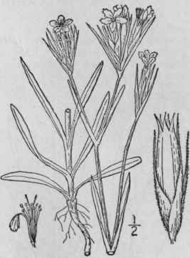 2 Dianthus Arm Ria L Deptford Pink Grass Pink 173