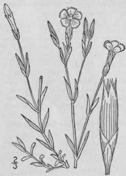 2 Dianthus Arm Ria L Deptford Pink Grass Pink 174