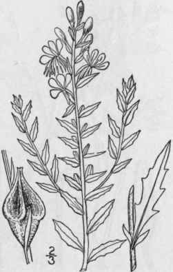 2 Gaura Coccinea Pursh Scarlet Gaura 1411