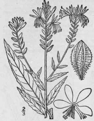 2 Gaura Coccinea Pursh Scarlet Gaura 1412