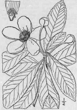 2 Gordonia Ellis Phil Trans 60 518 Pl 11 1770 1220