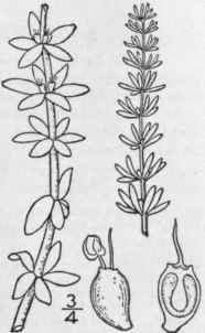 2 Hippuris Tetraph 7923 Lla L F Four Leaved Mare s 1420