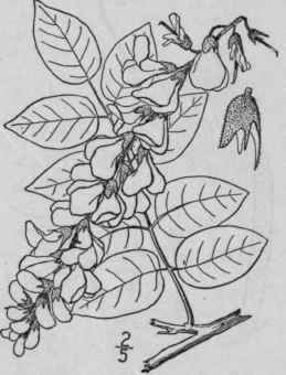2 Kraunhia Macr Stachys T G Small Long Clustered W 867