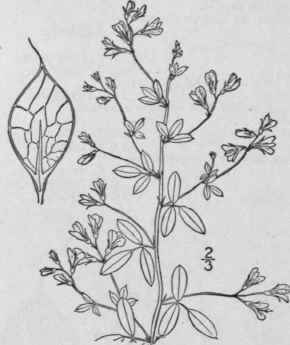 2 Lespedeza Proc Mbens Michx Trailing Bush Clover 941
