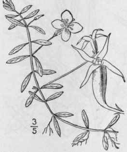 2 Ludwigiantha Small Bull Torn Club 24 178 1897 1356