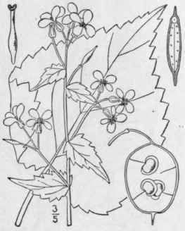 2 Lunaria Nnua L Honesty Satin Satin Flower 443