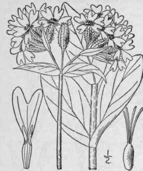 2 Lychnis Di Ica L Red Campion Red Bird s Eye 161