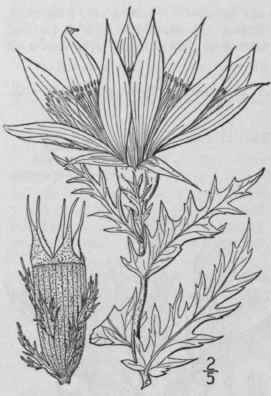 2 Nuttallia Stricta Osterhout Greene Stiff Nuttall 1322