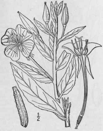 2 Oenothera Biennis L Common Evening Primrose Nigh 1380