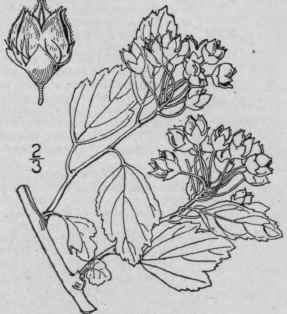 2 Opulaster Interm Dius Rydb Prairie Nine Bark 556