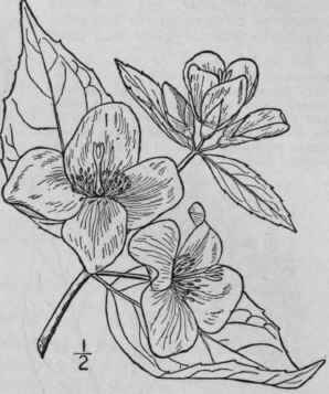 2 Philadelphus Grandifl Rus Willd Large Flowered S 532
