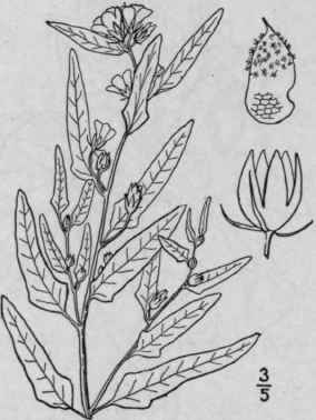 2 Phymosia Cuspid Ta A Gray Britton Sharo Fruited  1208