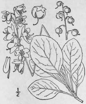 2 Pyrola Chlor Ntha Sw Greenish Flowered Wintergre 1541