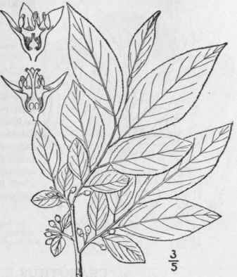 2 Rhamnus Lanceolate Pursh Lance Leaved Buckthorn 1166
