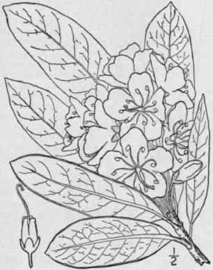 2 Rhododendron Maximum L Great Laurel Rose Bay 1564