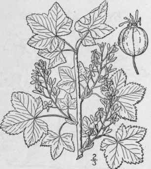 2 Ribes Hudsoni Num Richards Northern Black Curran 540