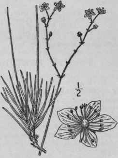 2 Talinum Rugosp Rmum Holzinger Prairie Talinum 79