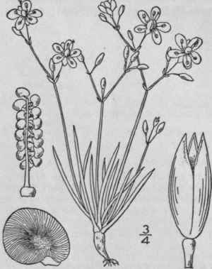 2 Talinum Rugosp Rmum Holzinger Prairie Talinum 80