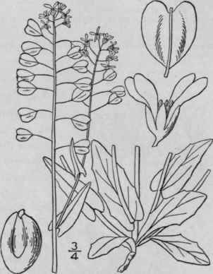 2 Thlaspi Perfoli Tum L Perfoliate Penny Cress 388