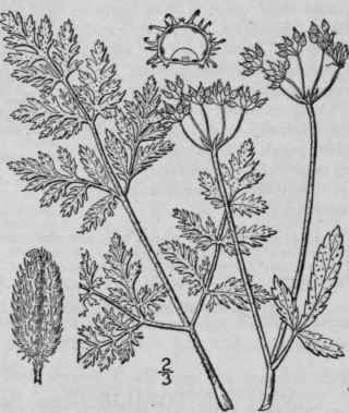 2 Torilis Anthriscus L Gmel Erect Hedge Parsley 1448