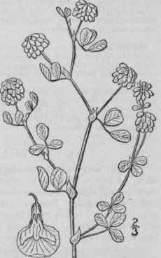 2 Trifolium Proc Mbens L Low Or Smaller Hop Clover 817