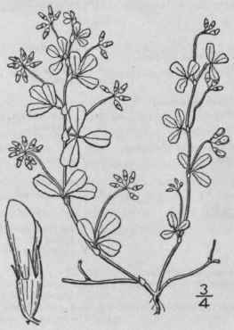 2 Trifolium Proc Mbens L Low Or Smaller Hop Clover 818