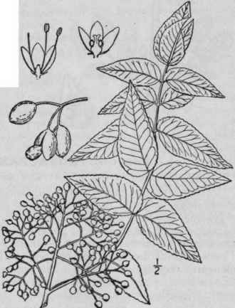 2 Zanthoxylum CL Va Herculis L Southern Prickly As 1034