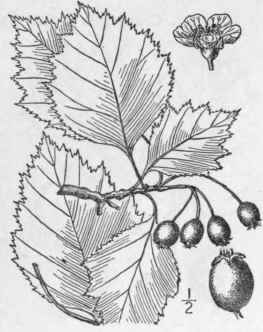 20 Crataegus Br Inerdi Sargent Brainerd s Thorn 696