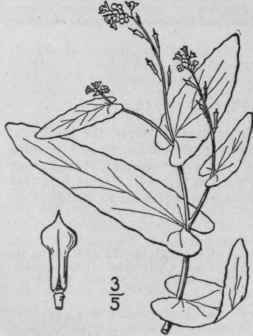 20 Myagrum L Sp Pl 640 1753 389