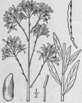 22 Thelyp dium Endl Gen 876 1839 Pachypodium Nutt  391