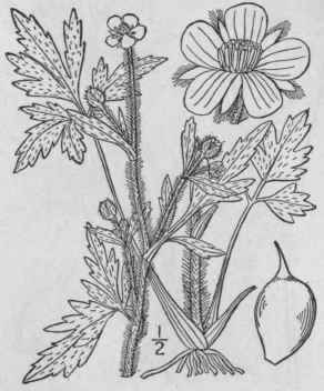 23 Ranunculus Pennsylv Nicus L F Bristly Buttercup 260