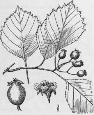24 Crataegus Maca Leyae Sargent Miss Macauley s Th 700