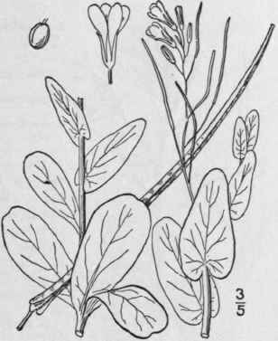 28 Conr ngia Heist Adans Fam Pl 2 418 1763 403