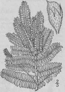 3 Amorpha Can Scens Pursh Lead Plant Wild Tea Shoe 848