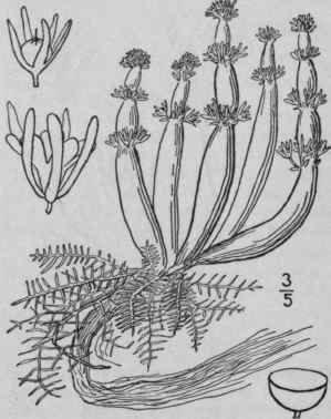 3 Hott nia Boerh L Sp Pl 145 1753 1627