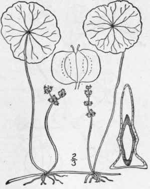 3 Hydrocotyle Verticill Ta Thunb Whorled Marsh Pen 1498