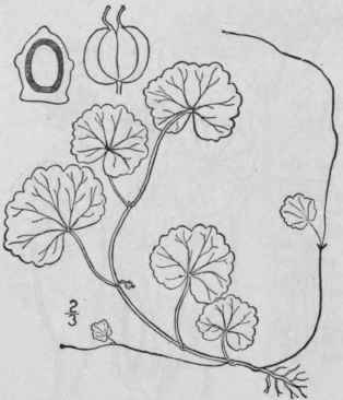 3 Hydrocotyle Verticill Ta Thunb Whorled Marsh Pen 1499